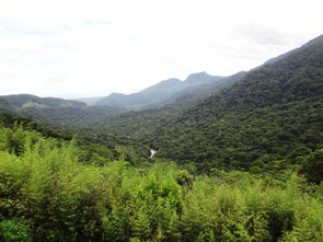 大西洋森林,谷,绿色,山,巴西,性质,serra mar 