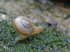 雨后就爬出来的一种白色软体有点像没壳的蜗牛虫子是什么 