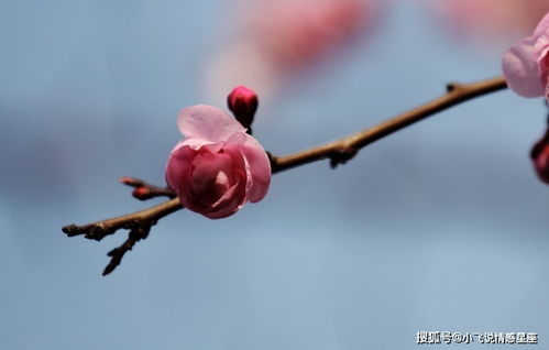 下个月内,缘分与桃花淋漓尽致,未来陪伴一生的三大生肖