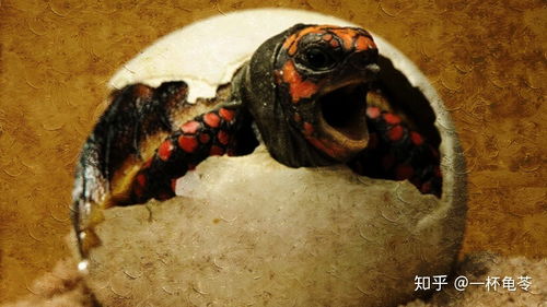 乌龟性别由孵化环境的温度决定 人工孵化大有学问 