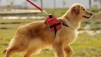 杭州城管 处罚重点是不按规定养犬的人,而不是犬 管理 