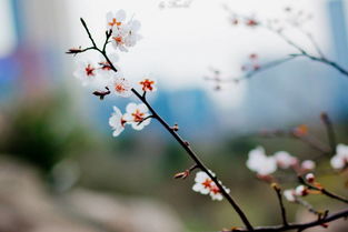 开桃花运的方法是什么 桃花运不好怎么转运