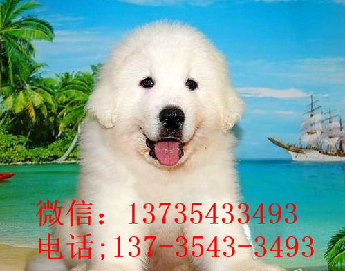 泸州宠物狗狗犬舍出售大白熊犬好不好养 狗市场在哪卖狗