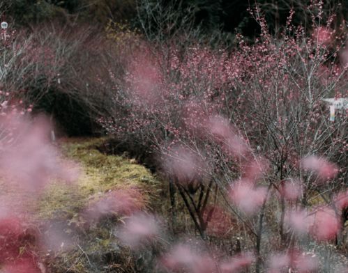 漫山遍野 春节期间盛放 永嘉又一处 梅 好之地