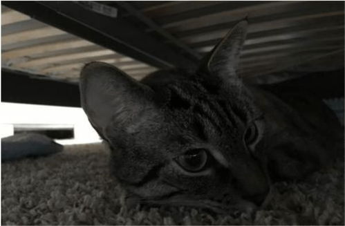 为什么猫咪总是喜欢躲在床底下,知道这7个真相,抱抱它吧