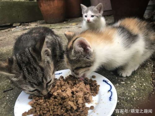 猫咪生宝宝需要做什么（哺乳期猫咪饮食注意，猫咪生产后如何照顾）