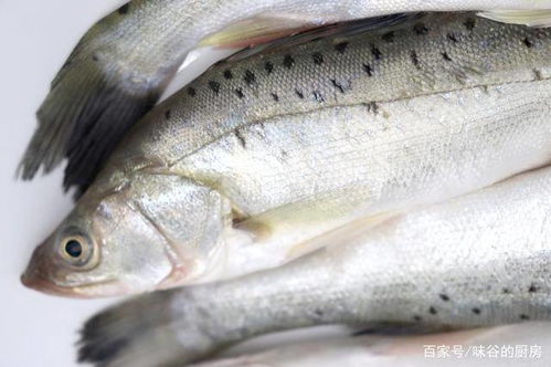 遇到这8种鱼,大胆买放心吃,鱼刺少营养高,尤其适合孩子吃