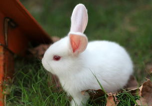 小白兔发源地？