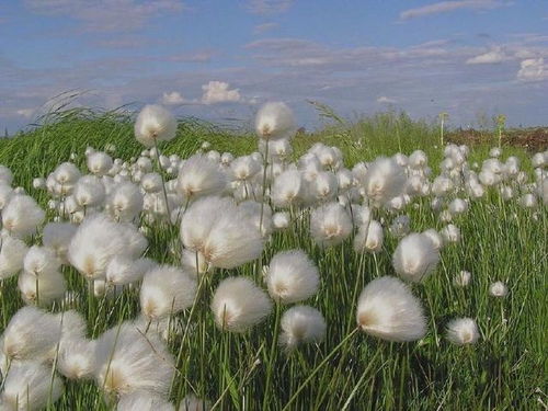 天秤座5月份的桃花运势,康康是爱情来敲门了吗