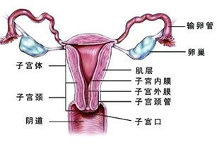 输卵管切掉还能做试管婴儿吗 