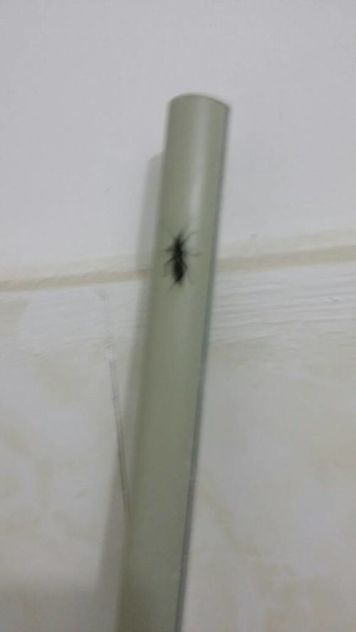 这是什么昆虫,尾部有2个八字尾巴,像张开的钳子,可以飞,但是到处爬,怎么消灭它,现在寝室的厕所和洗 