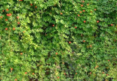 3种 爬墙 植物,种在院子里,就是天然 背景墙 ,漂亮又好养