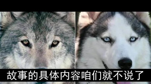 狗真的是狼驯化来的吗 那如果将狗放生野外,还能变成狼吗 