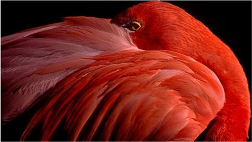 心理测试 你觉得哪只鸟最漂亮,测出你是凤凰命还是普通命