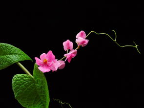牵藤蔓的粉红色小花