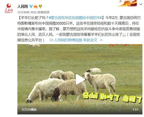 蒙古国牧场实拍捐赠给中国的羊 小羊儿们长肥了吗