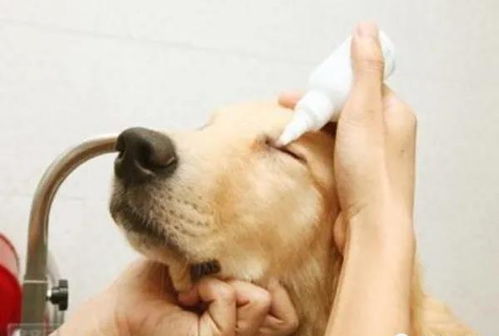 如何快速有效的清理狗狗眼睛上的污物