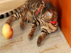图 引进国外著名猫舍,豹猫DD, 纯种健康协议质保,疫苗齐全 北京宠物猫 