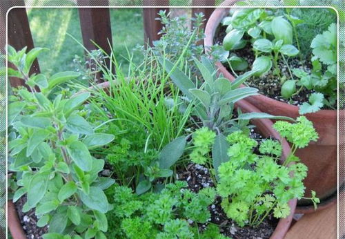 植物冷知识(植物冷知识问答题带答案)