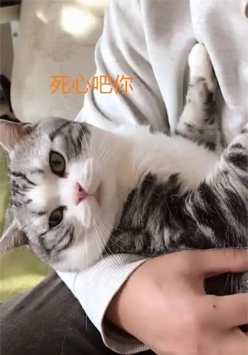 猫咪为何更亲近女生 这些原因,男主人不服都不行