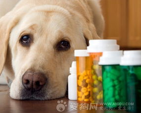 狗狗不肯吃药怎么办,如何喂狗狗吃药