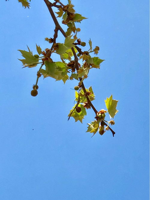 7个植物冷知识,知道的人太少,看完真长知识