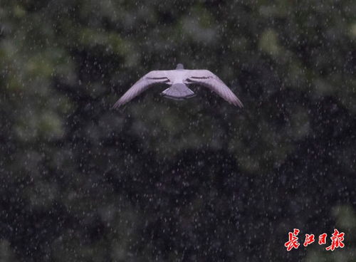 雨中赶路 图集 