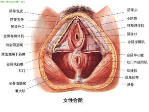 女生生殖系统解剖图片 搜狗图片搜索