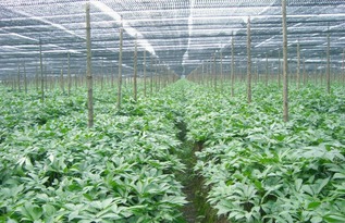 三七的种植技术及管理要点,三七花的养殖方法和注意事项