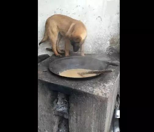 狗狗跑灶偷吃猪食,烫的不敢下口,在灶台左右徘徊