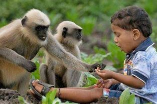 印度猴子泛滥成灾,当地鼓励抓一只50元,游客 这忙必须帮