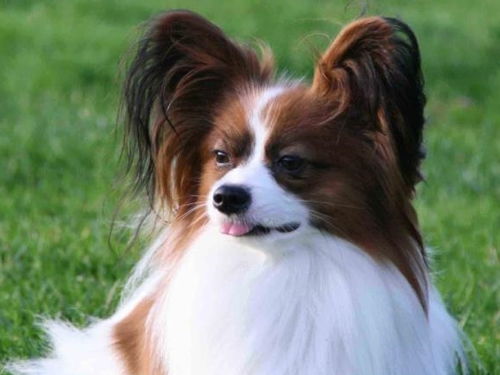 蝴蝶犬是中国传到国外的 之所以叫蝴蝶犬是因为它耳朵的毛发