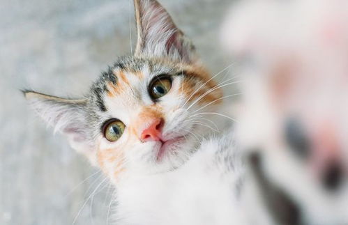 香茅精油对于猫咪来说有害吗