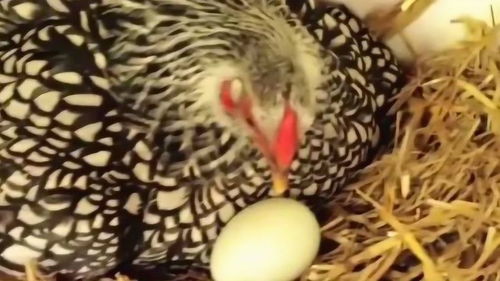 每次只要母鸡下了鸡蛋,就会有人捡走,难道母鸡真的不生气吗 