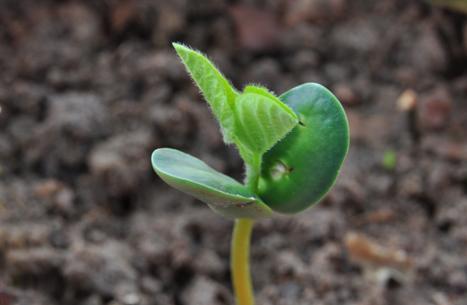 大豆种子萌发过程,观察黄豆发芽方法？