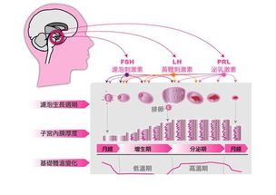 月经不正常已经5个月了，每个月周期正常但是量少颜色淡，只需要用护垫。