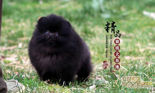 北京哪里有卖俊杰犬的 博美和俊杰犬是一个品种吗 