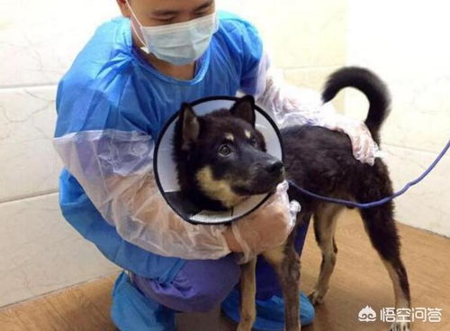 犬瘟症状 狗狗得狗瘟的症状 