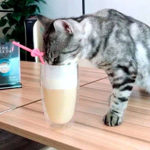 猫咪看见奶茶放桌上,伸手蘸点尝了下味道,喵 没错就是这味