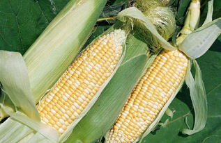 玉米是什么季节收获,玉米是什么季节收获