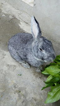 谁能告诉我,我家的这种灰蓝色的兔子学名叫什么 