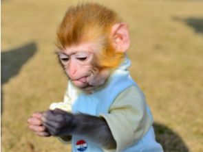 S s宠物猴子出售哪里有卖养个价格正规普通家养的袖珍石猴子狨猴多少钱一只