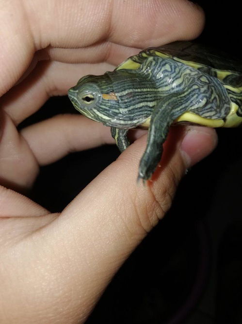 这个乌龟是水肿吗 