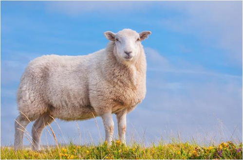 老人说得没错,4月下旬生肖羊的命运一般人比不了,尤其是79年的
