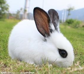 兔 兔科物种总称 搜狗百科 