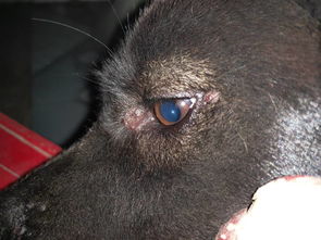 狗狗眼睛怎么了 需要图什么药膏,它精神看起来不怎么好,而且老是用爪子扰眼睛 