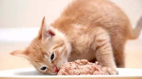 猫喜欢吃肉,肉太贵喂不起 没关系,这4种人类的食物主子们也可以吃