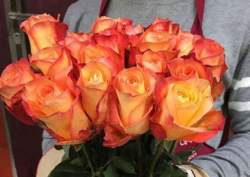 金辉玫瑰的花语和寓意,金辉玫瑰优缺点？