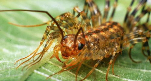 家里经常见到的益虫, 常常被误认为是蜈蚣, 蟑螂的天敌