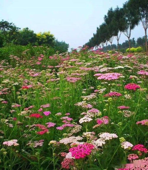 秋播 千叶耆,擅长开花